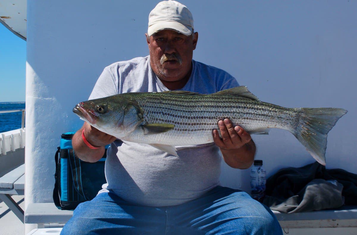 Man on large boat holding a striped bass he caught fishing on Chesapeake Bay.