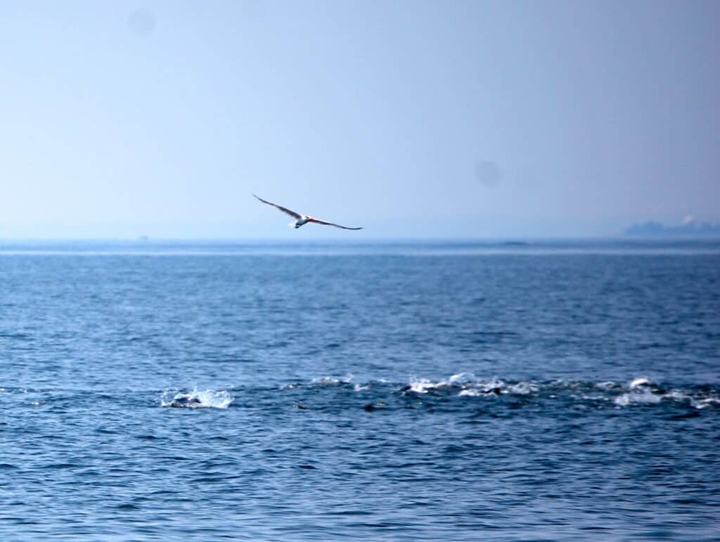 A gull soars over splashing fish on the surface of Chesapeake Bay, a sure sign that stripers are feeding on baitfish.