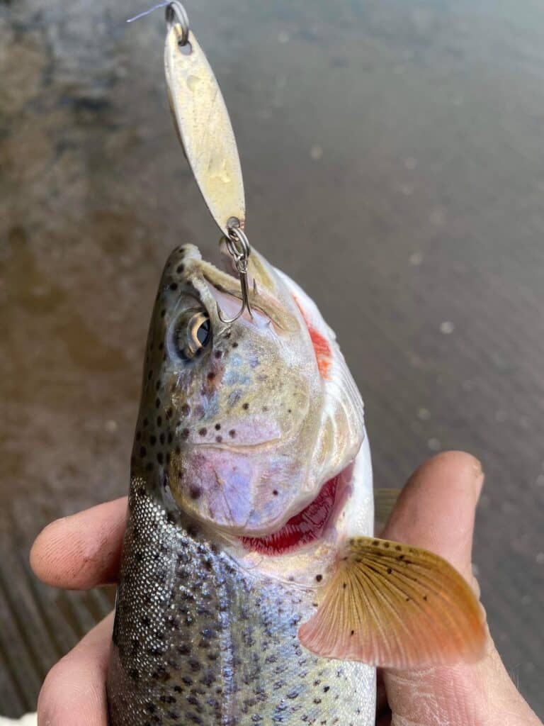 A beautiful trout with a Kastmaster spoon lure in its mouth held briefly for a photo before release in an Oregon river.
