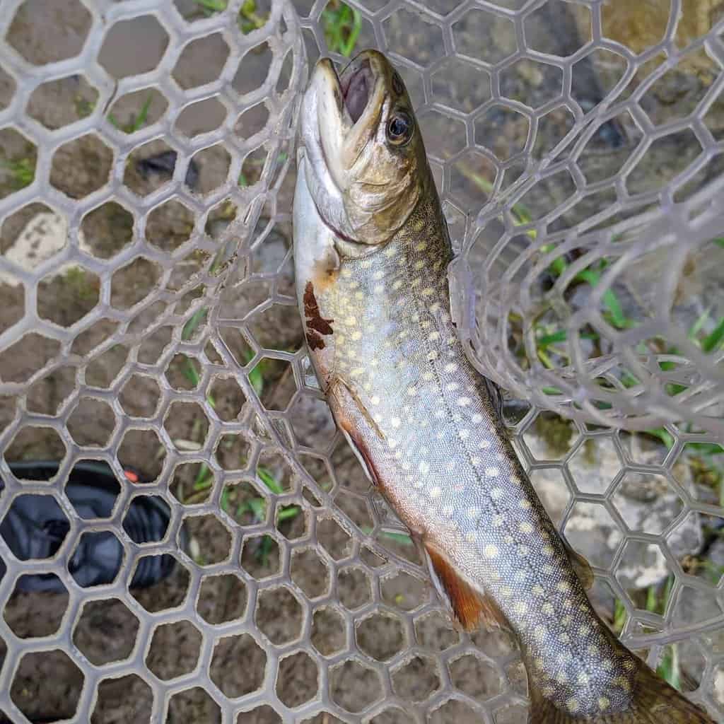 Brook trout in a net caught fishing in a stream in New York.