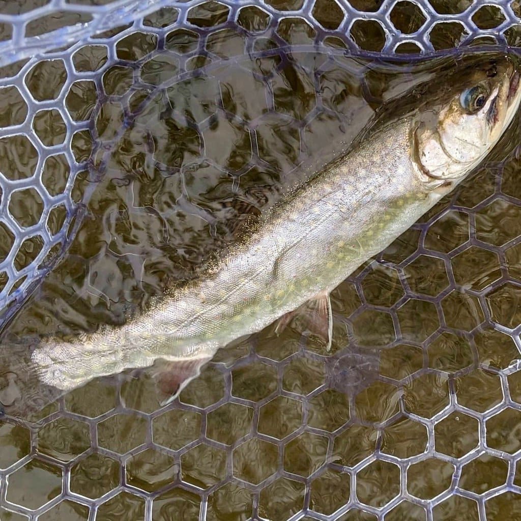 https://www.bestfishinginamerica.com/wp-content/uploads/2023/09/new-york-brook-trout-in-net2-rick-bach.jpg