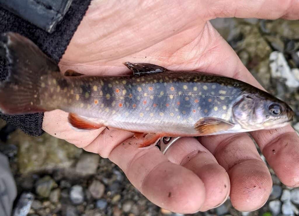 A small brook trout cradled in a fisherman's hands before release back into a New York stream.