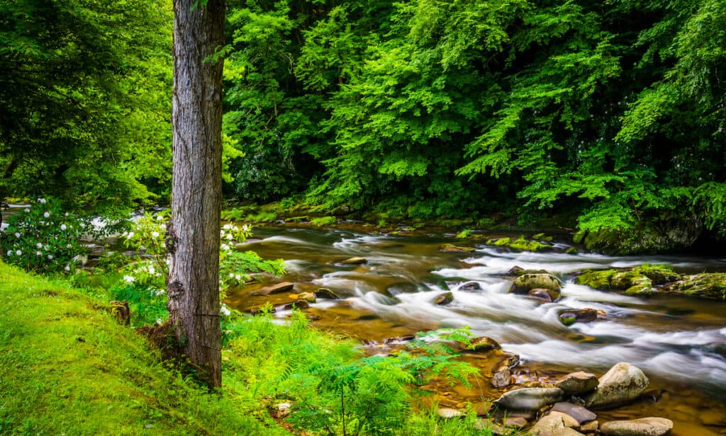 View of rocks and rapids on Raven Fork, a very good trout stream near Cherokee, North Carolina.