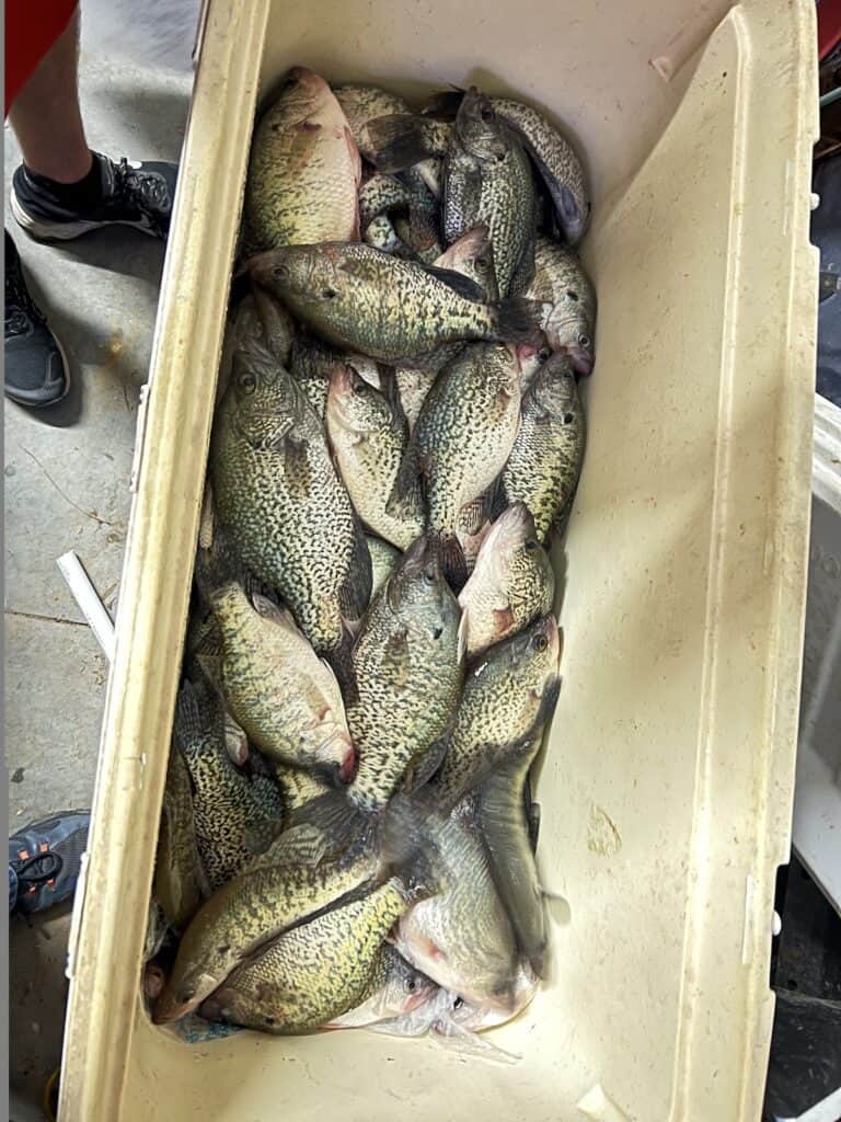 A fish box full of crappie caught at Eufaula Lake in Oklahoma.