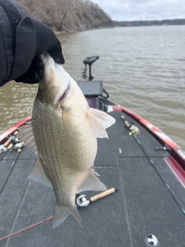 An angler's gloved hand holding a white bass over a boat on the water of Grand Lake o' the Cherokees (a.k.a. Grand Lake) in Oklahoma.