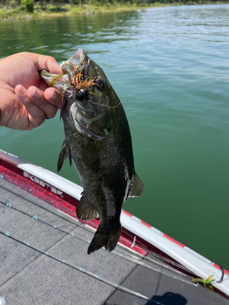 An angler's hand holding a nice smallmouth bass with a jig in its mouth, with the green water of Tenkiller Lake in the background.