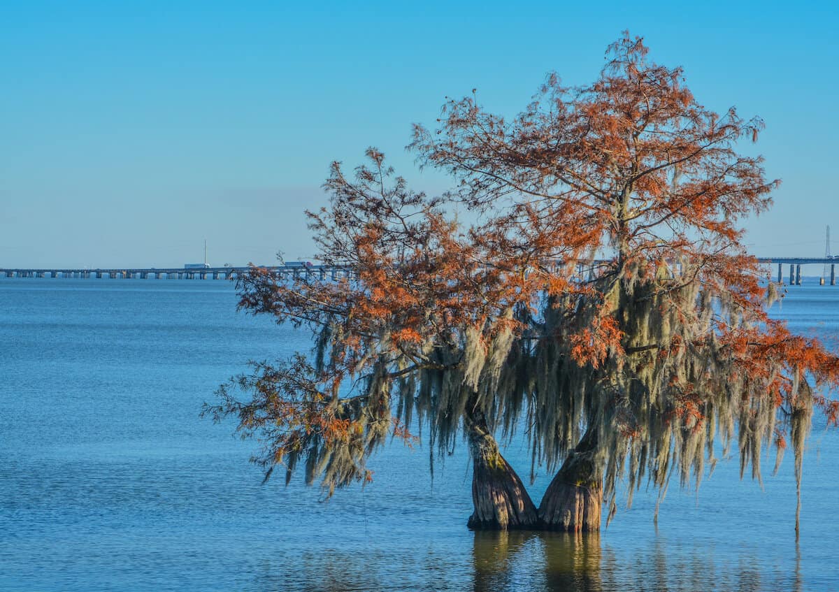 A cypress tree rises from the blue water of Lake Marion with a highway bridge crossing in the distance, both providing good bass fishing structure.