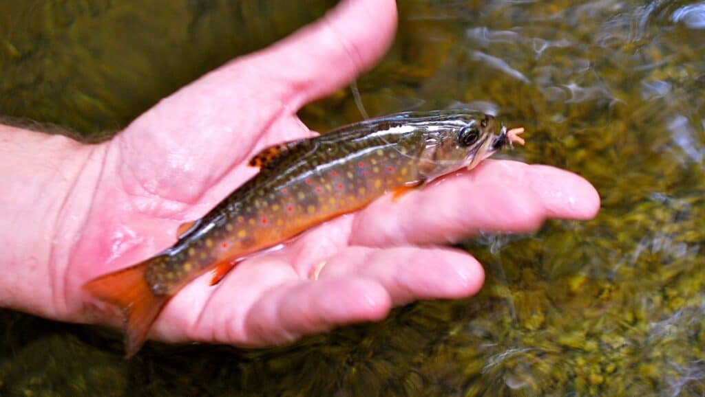 An angler holds a small brook trout with a fly in its mouth over the clear waters of a Virginia stream.