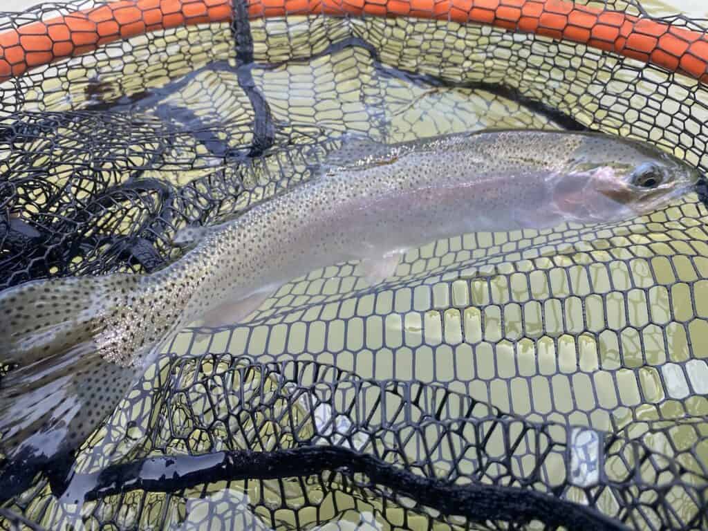 A rainbow trout in a landing net in the waters of Lower Mountain Fork River at Beavers Bend State Park, Oklahoma.