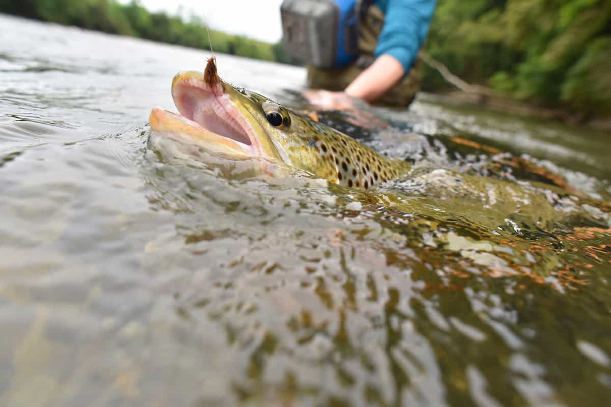 An angler's hand holds a big brown trout mostly beneath the water's surface, except the fish's mouth shows a fly hooked in its jaw.