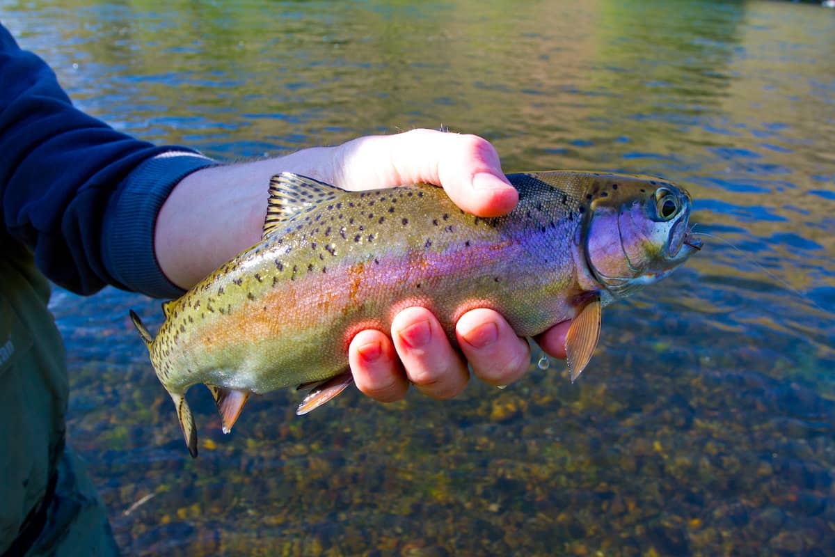 An angler's hand clutches a rainbow trout in front of stream water.