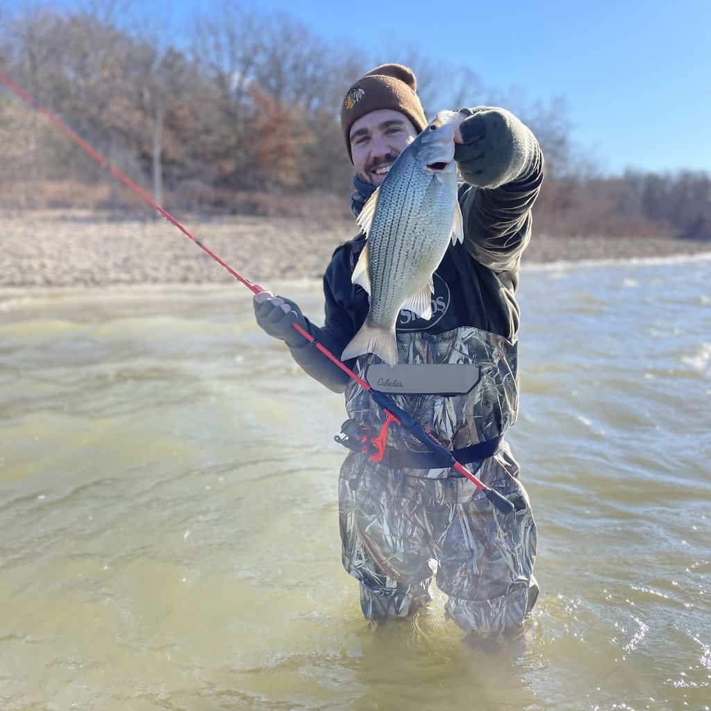 Angler holds up a white bass he caught while wading in the river above Stockton Lake, Missouri.