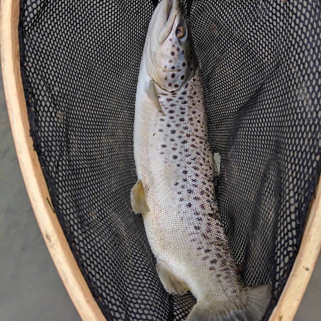 A large brown trout caught fishing in a New York stream fills a landing net prior to release.