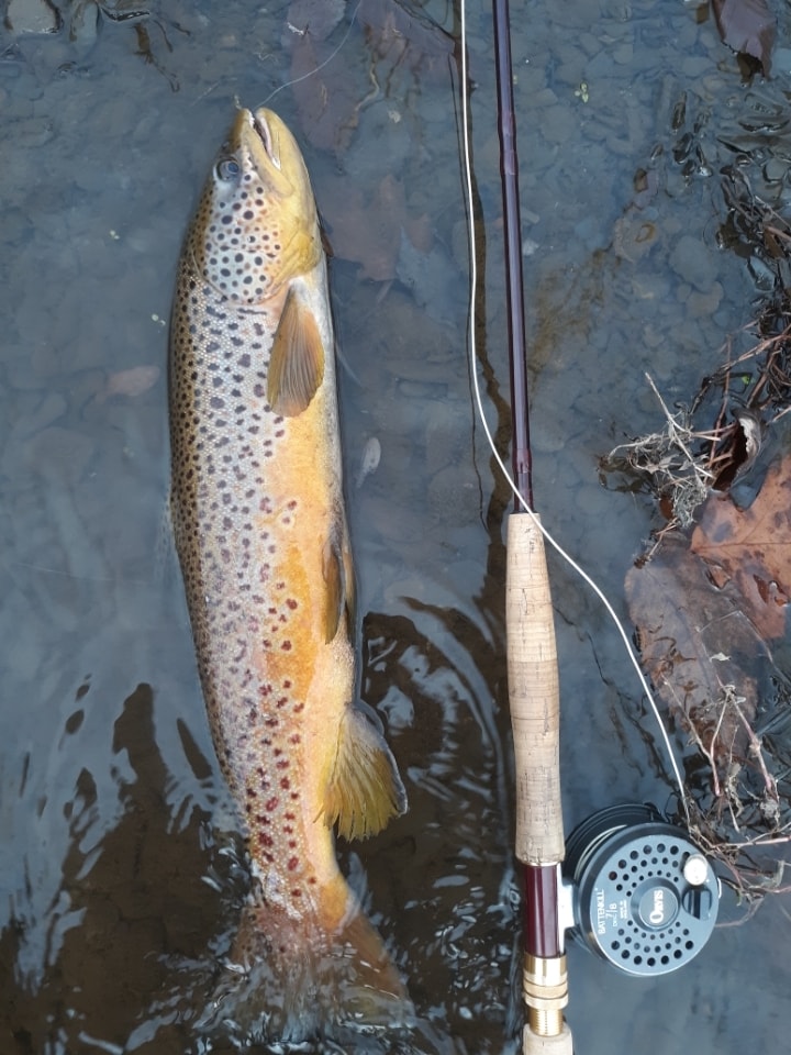 A long brown trout lying in shallow water before release, with a fly fishing rod next to it.