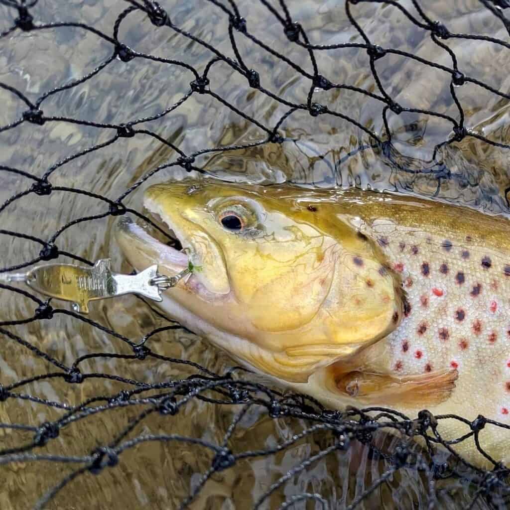 Closeup of a colorful brown trout in a net with a Phoebe spoon still hooked in the corner of its mouth.