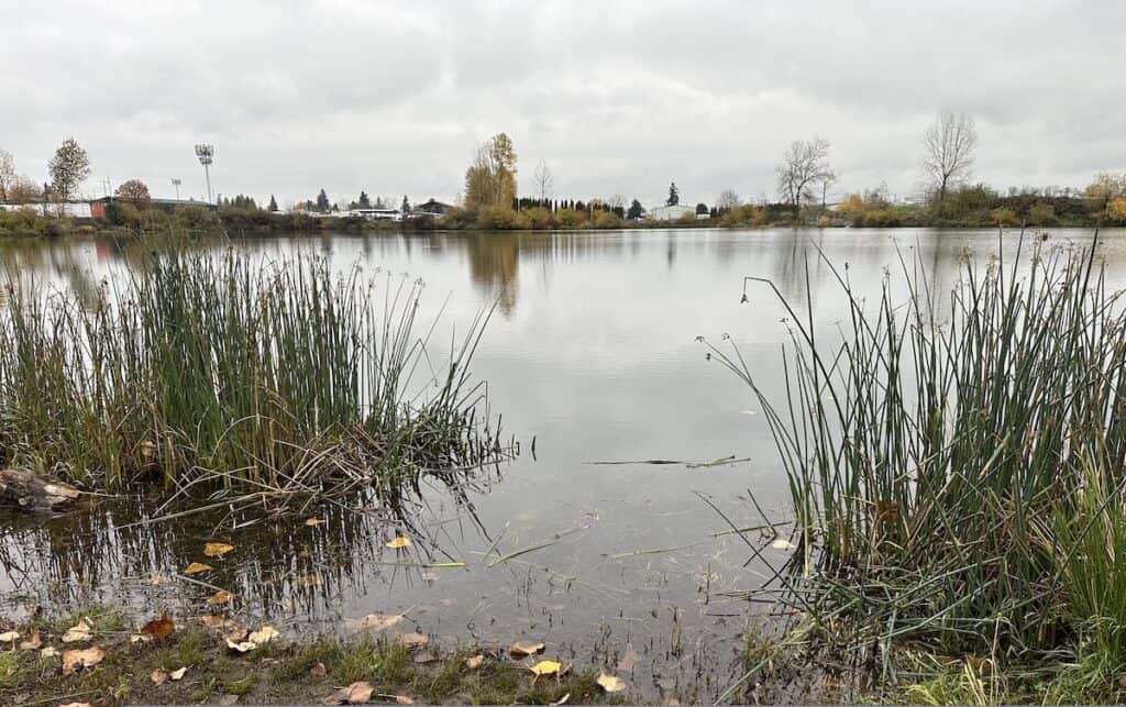 Shoreline view of Walling Pond in Salem, which is regularly stocked with trout and also has bass and panfish.