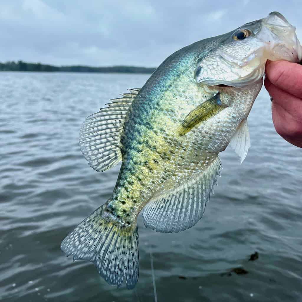 A crappie held by an angler's fingers with a lake in the background.