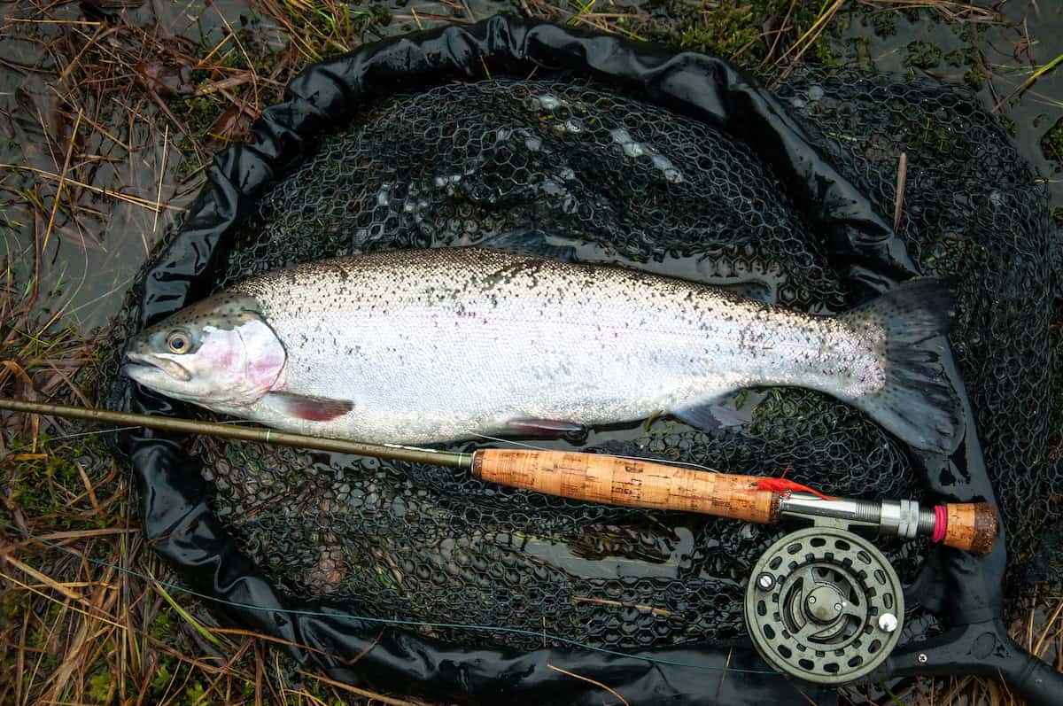 A rainbow trout sits in a landing net alongside a fly fishing rod.