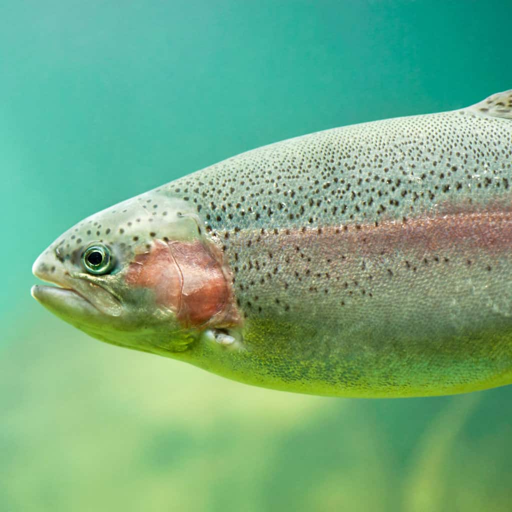 Closeup of a rainbow trout underwater.