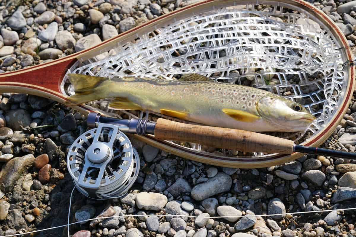 An average sized brown trout in a landing net with a fly rod laid next to it.