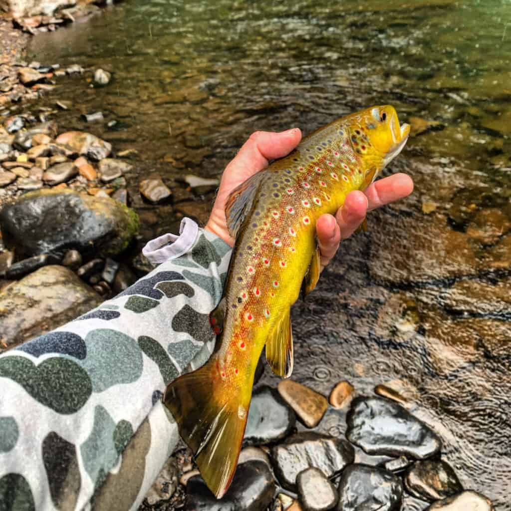 Fishing guide John Peake's hand holds a nice trout before release back into a Maryland stream.