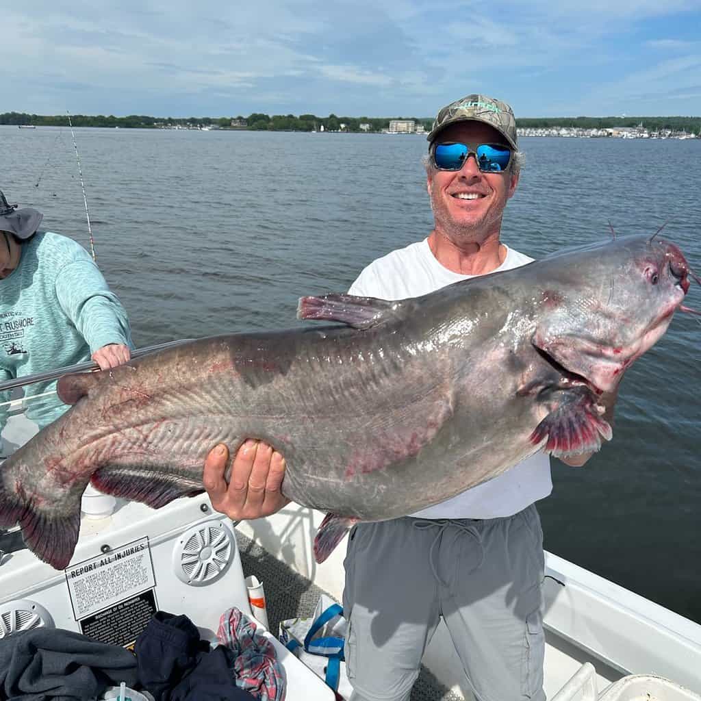 Smiling man on a boat holding up a massive blue catfish caught at the mouth of the Susquehanna River in Maryland.