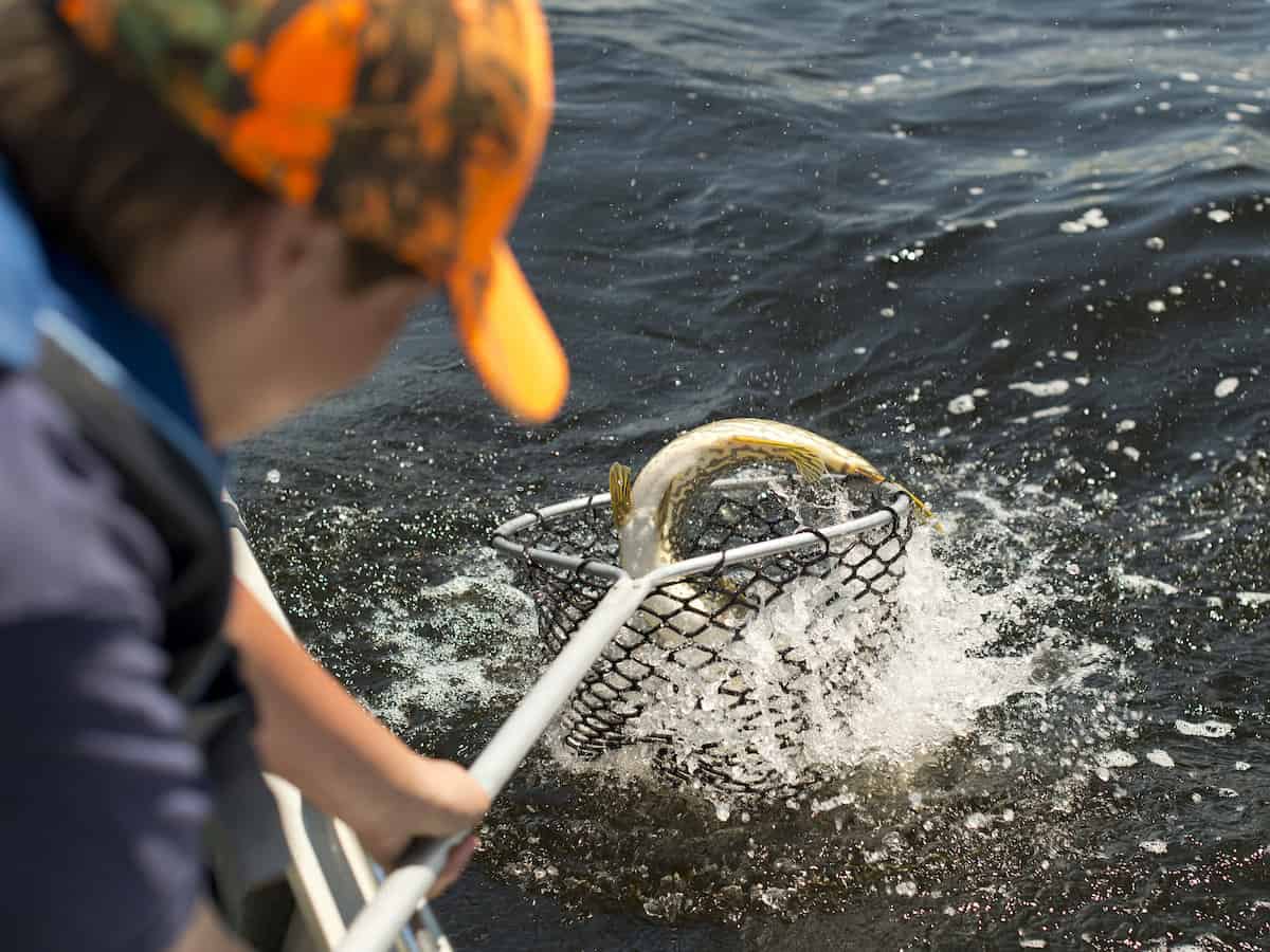 A boy nets a northern pike while fishing in Minnesota.