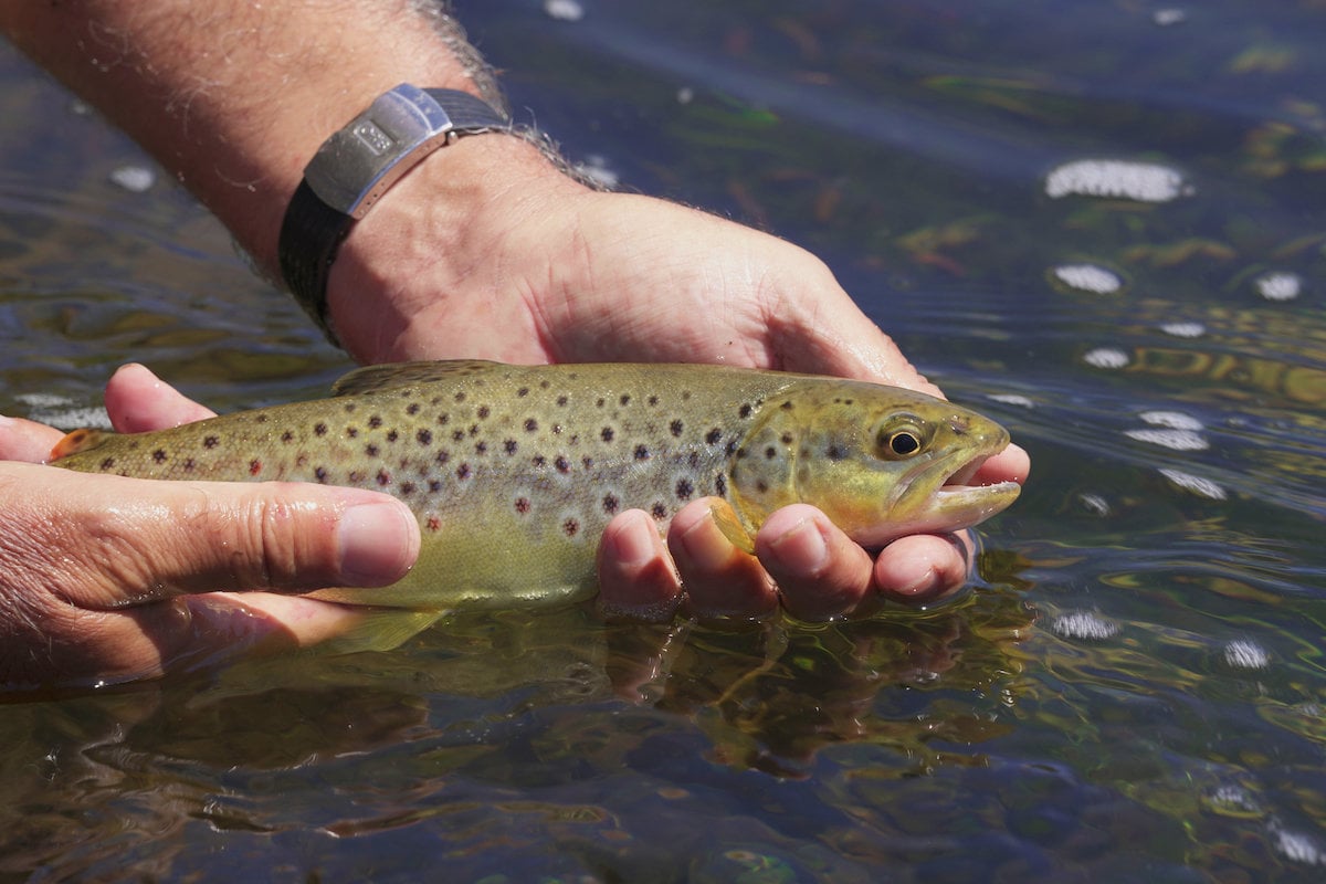 Angler's hands hold a brown trout just above the water's surface before release.