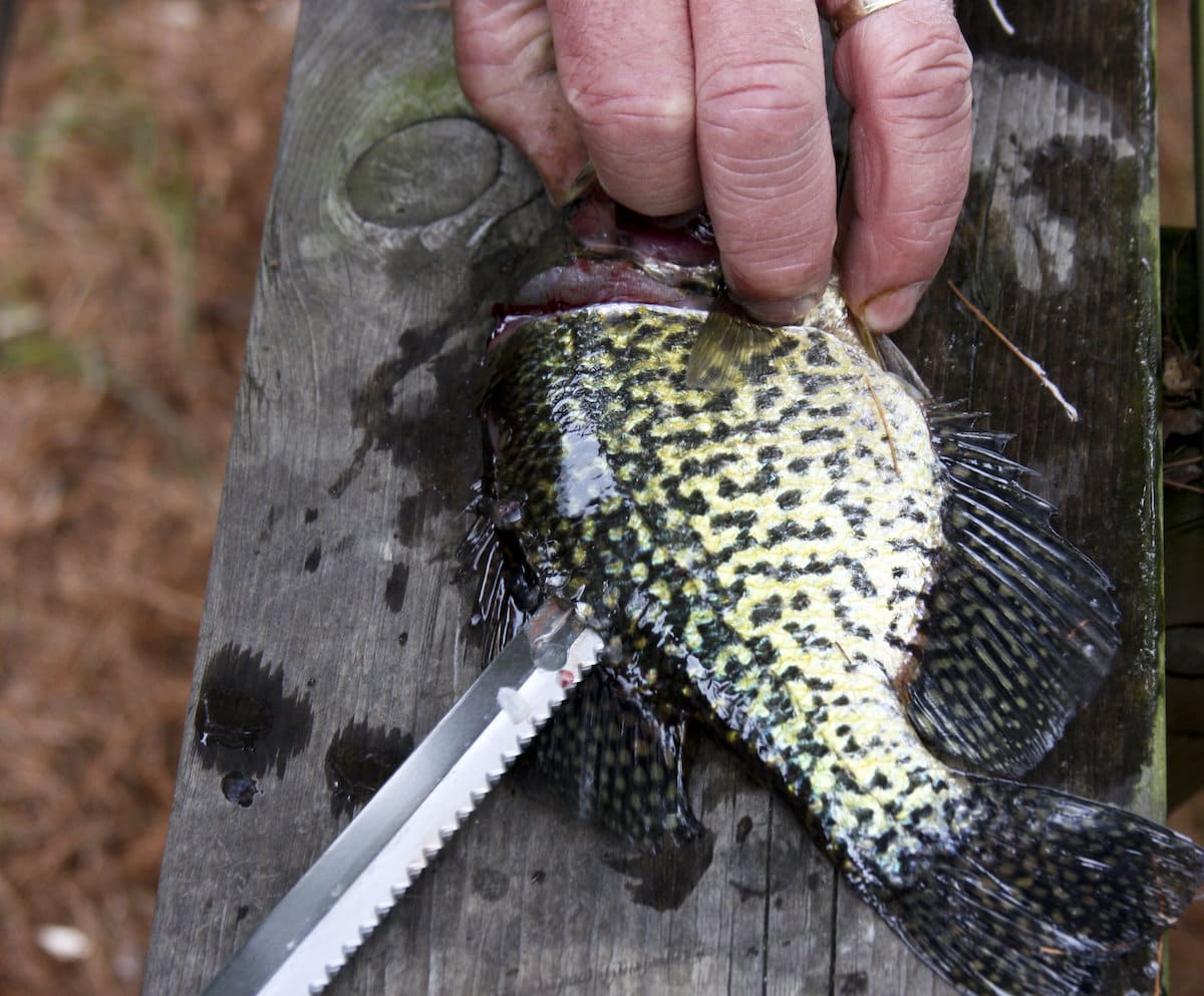 Closeup of angler's finger and knife filleting a crappie.