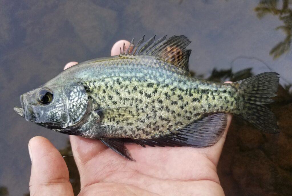 9 Best Crappie Fishing Spots in Kentucky Best Fishing in America