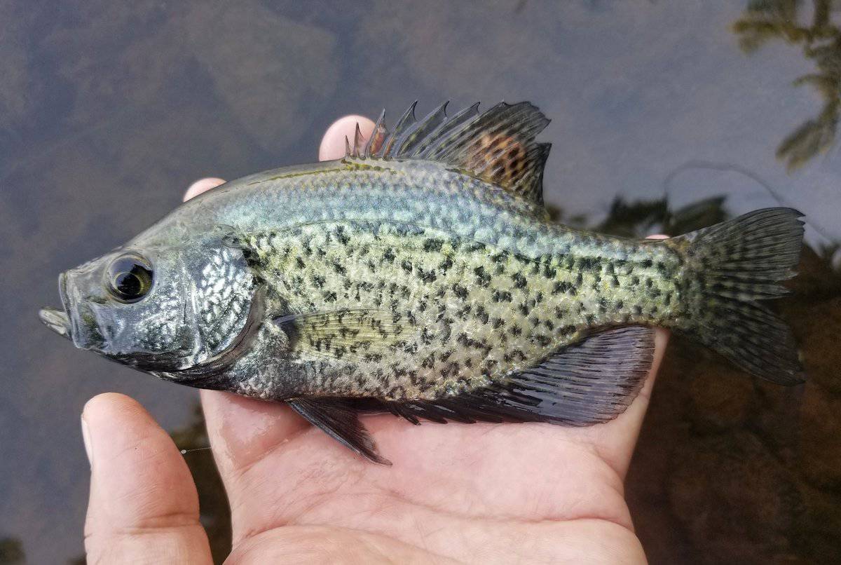 Closeup of an angler's hand holding a pan-sized crappie.