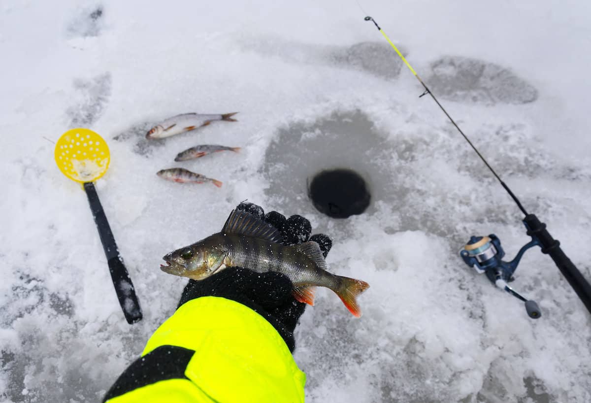 Angler's hand holding a yellow perch, with an ice fishing rod, hole in the ice and harvested fish in the background.