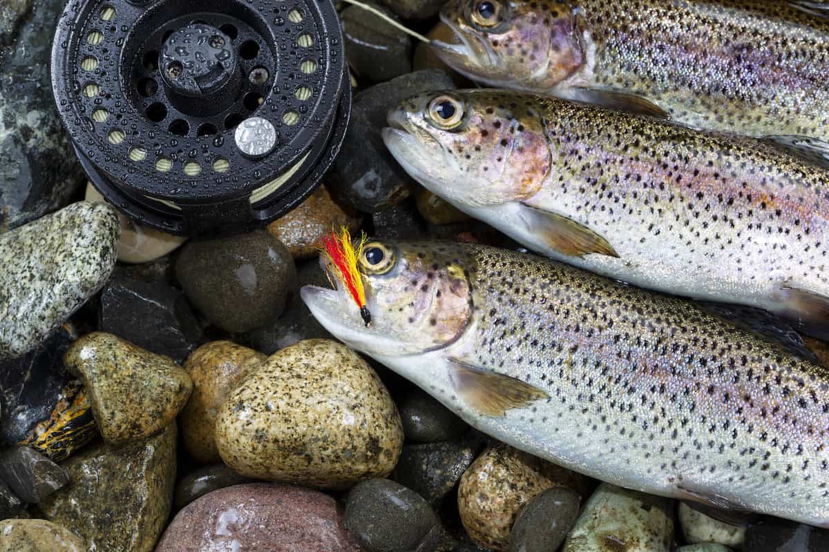 Freshly caught rainbow trout near a fly rod, with a red fly in one fish mouth.