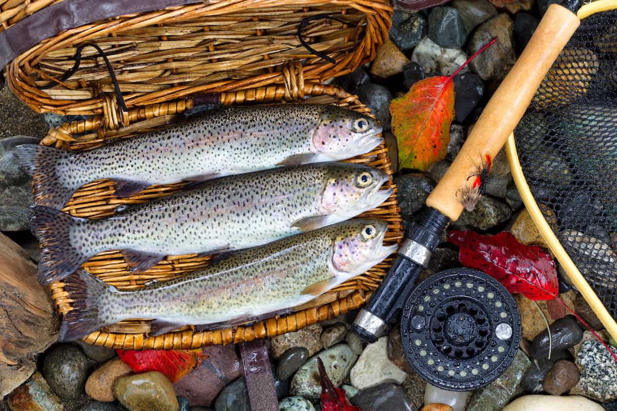 Three harvested rainbow trout in a wicker creel with a fly rod alongside it.