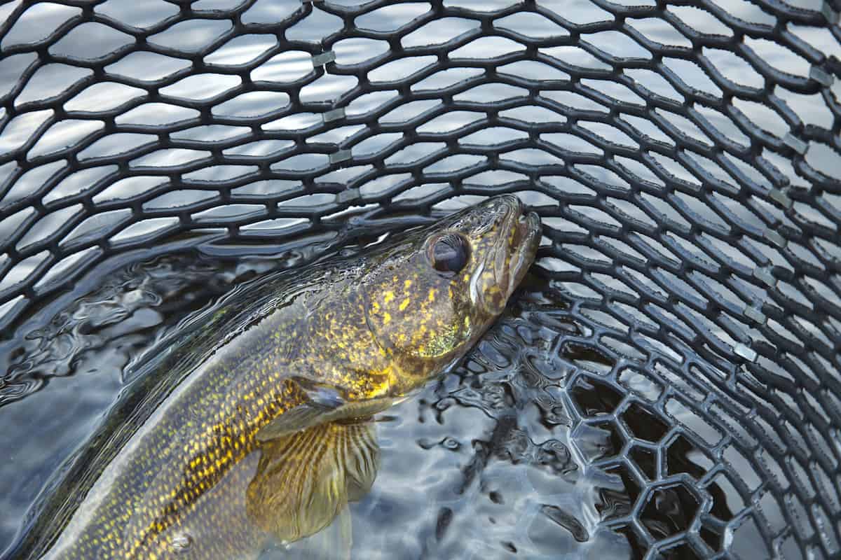 A nice walleye in a landing net, shown closeup.