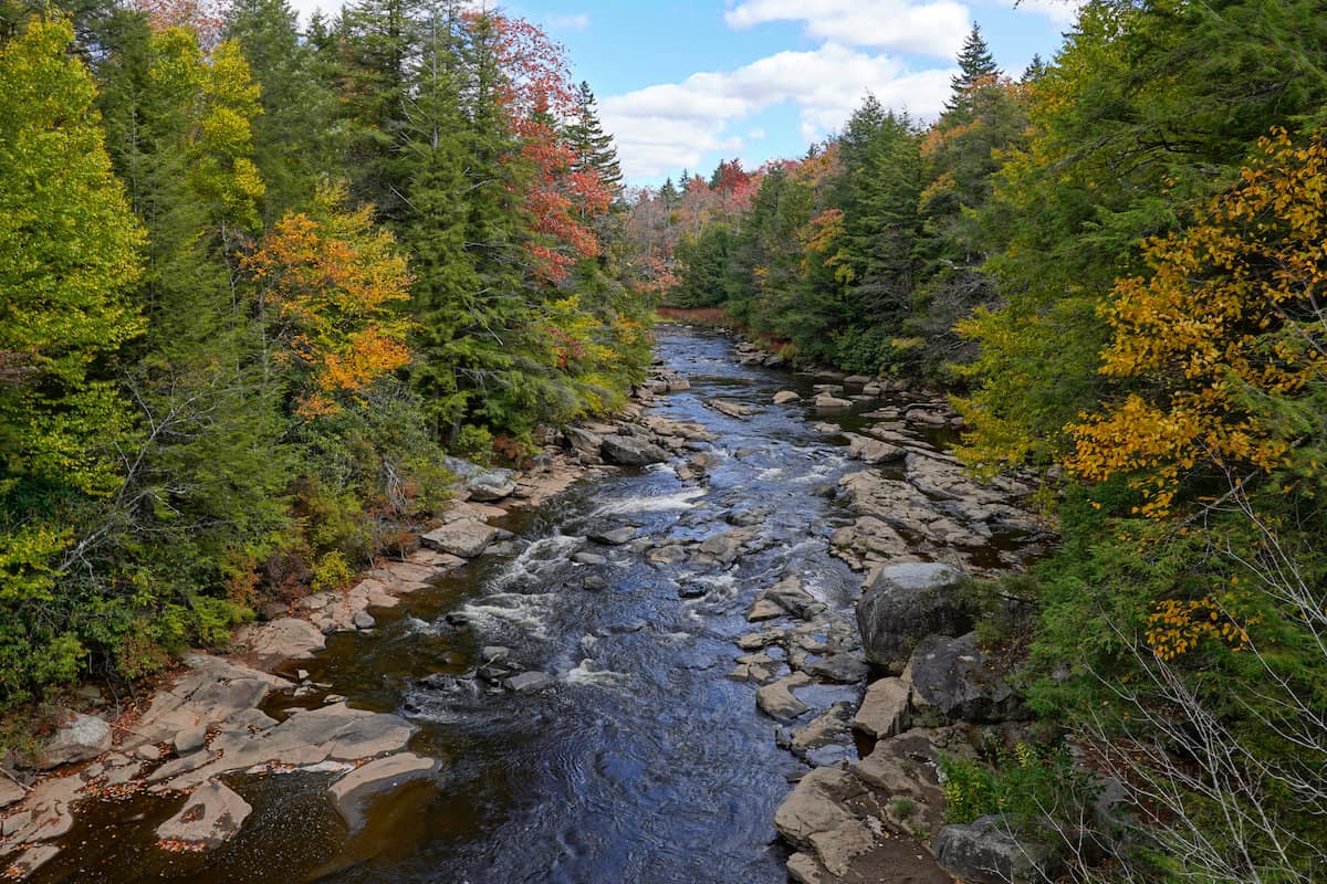 The Blackwater River flowing through trees showing fall colors, a great time and place for West Virginia trout fishing.