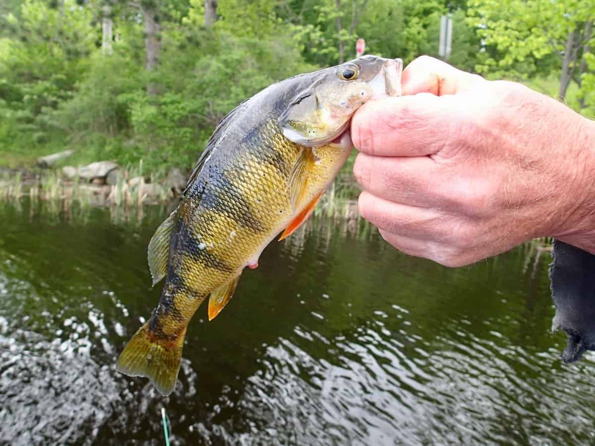 Angler's hand holds a freshly caught yellow perch by the lip while fishing in Wisconsin.
