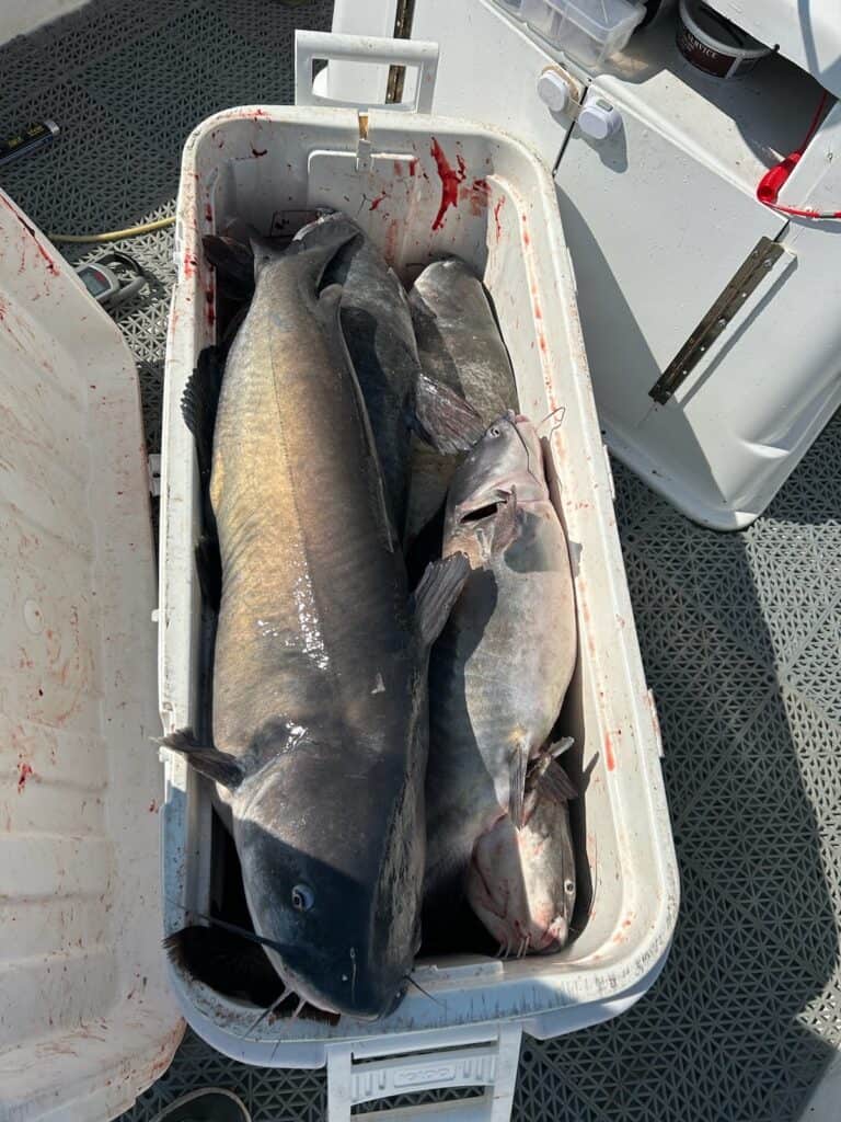 A large cooler filled with very big blue catfish caught on the lower Susquehanna River in Maryland.