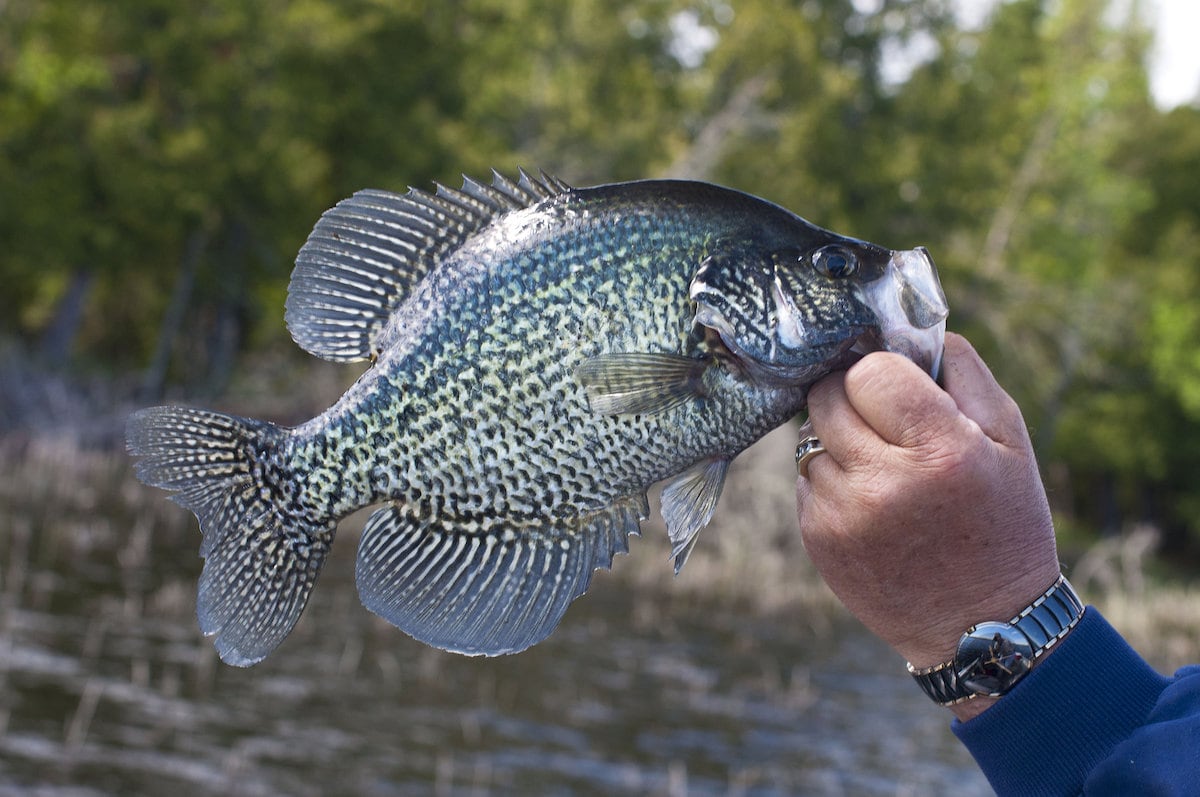 An angler's hand holds up a black crappie caught while fishing in a Minnesota lake.