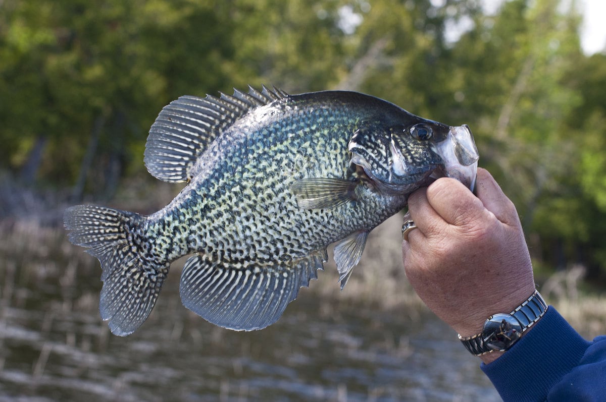 11 Best Crappie Fishing Lakes in Minnesota - Best Fishing in America