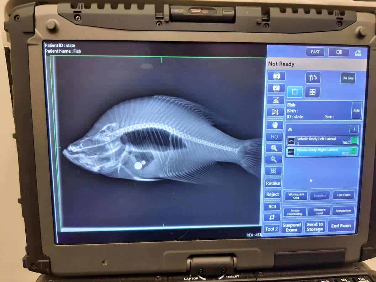 X-ray image showing two round metal ball bearings inside a white crappie submitted for a Kansas state record.