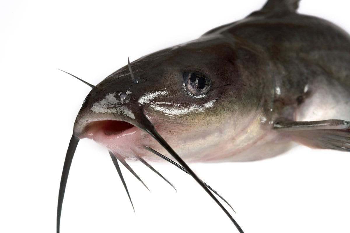 A closeup of a channel catfish isolated on a white background.