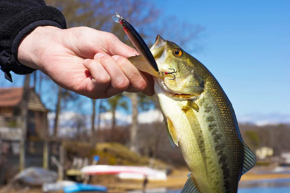 An angler's hand holds a largemouth bass by the lip with a crankbait lure in the fish's mouth.