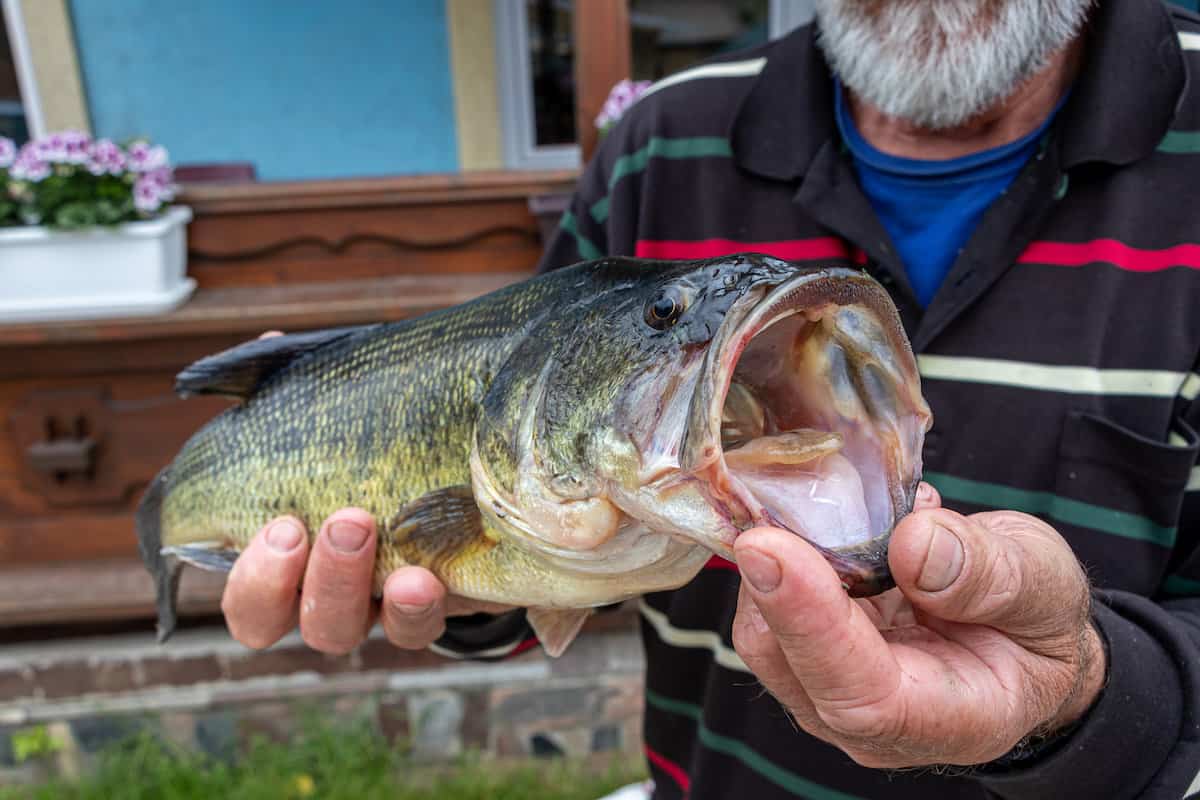 Closeup of a largemouth bass held in an angler's hands.