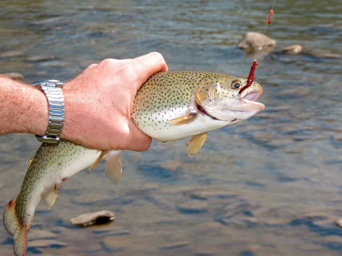 Anglers hand holds a nice trout with a red lure in its mouth and a stream below it.