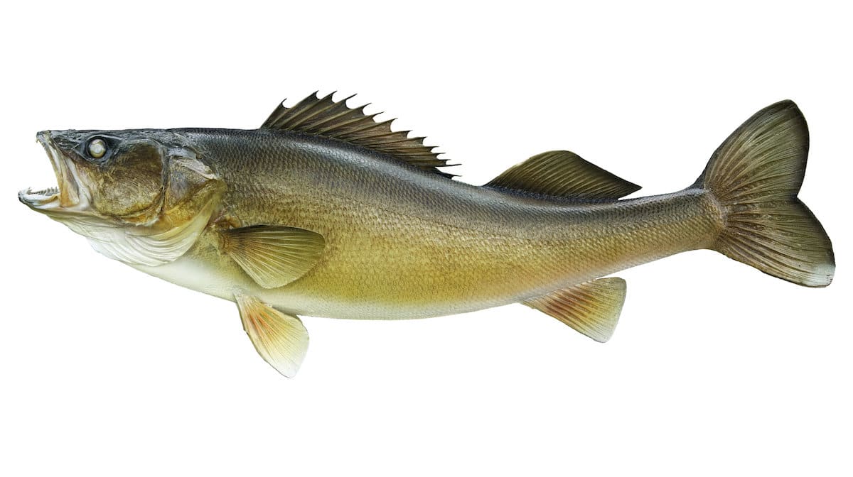 Walleye isolated on a white background.