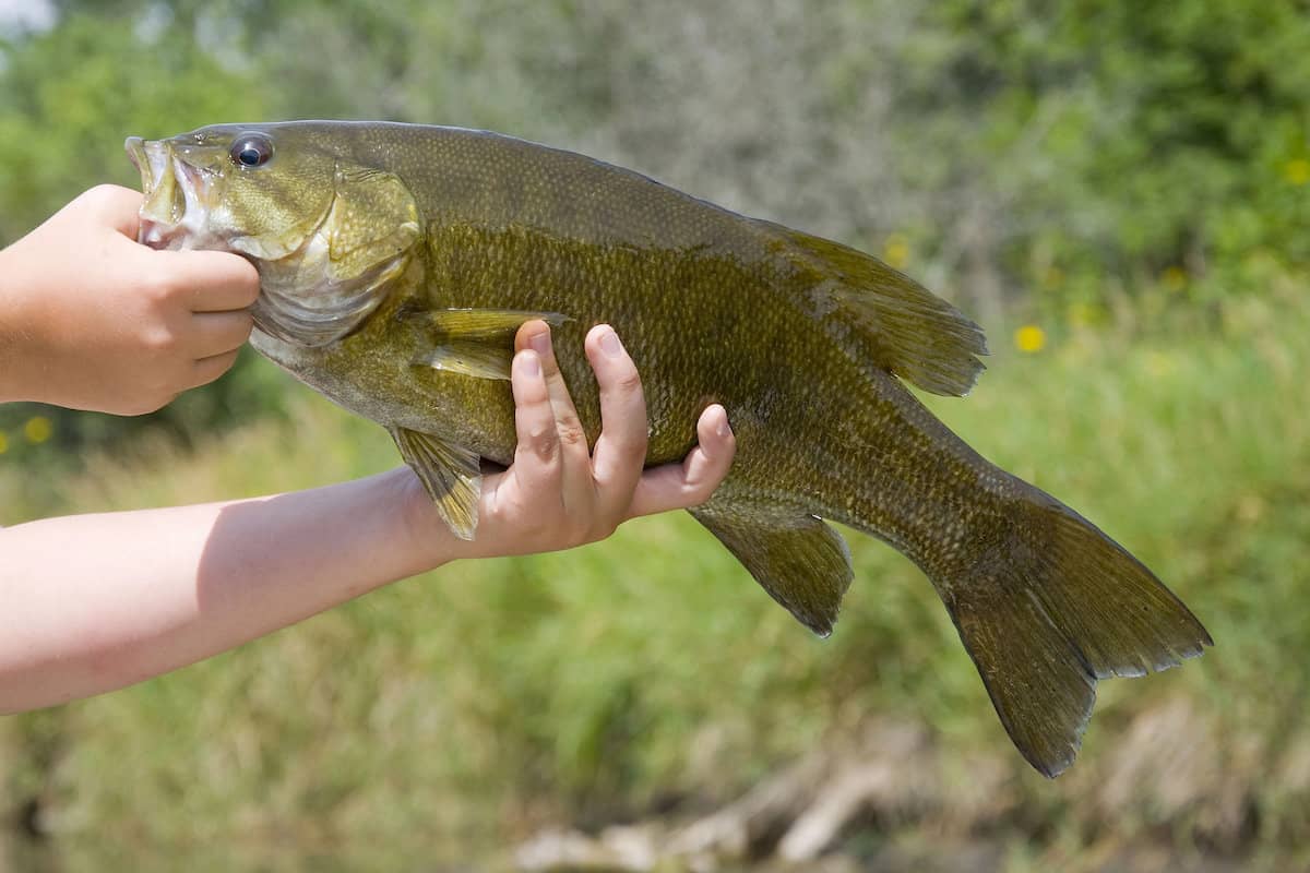 An angler's hands hold out a nice-sized smallmouth bass caught fishing in Minnesota.