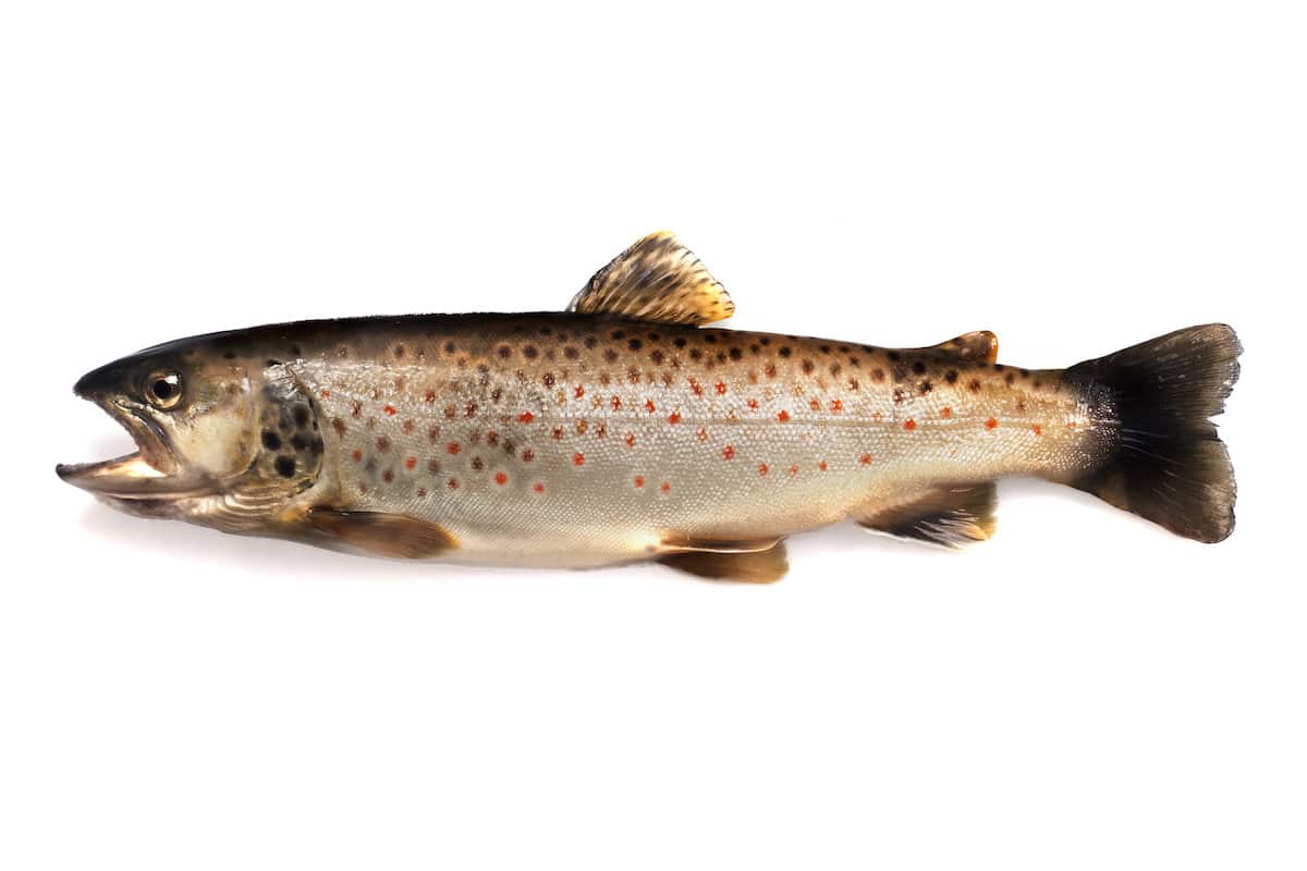 A brown trout image on a white background.