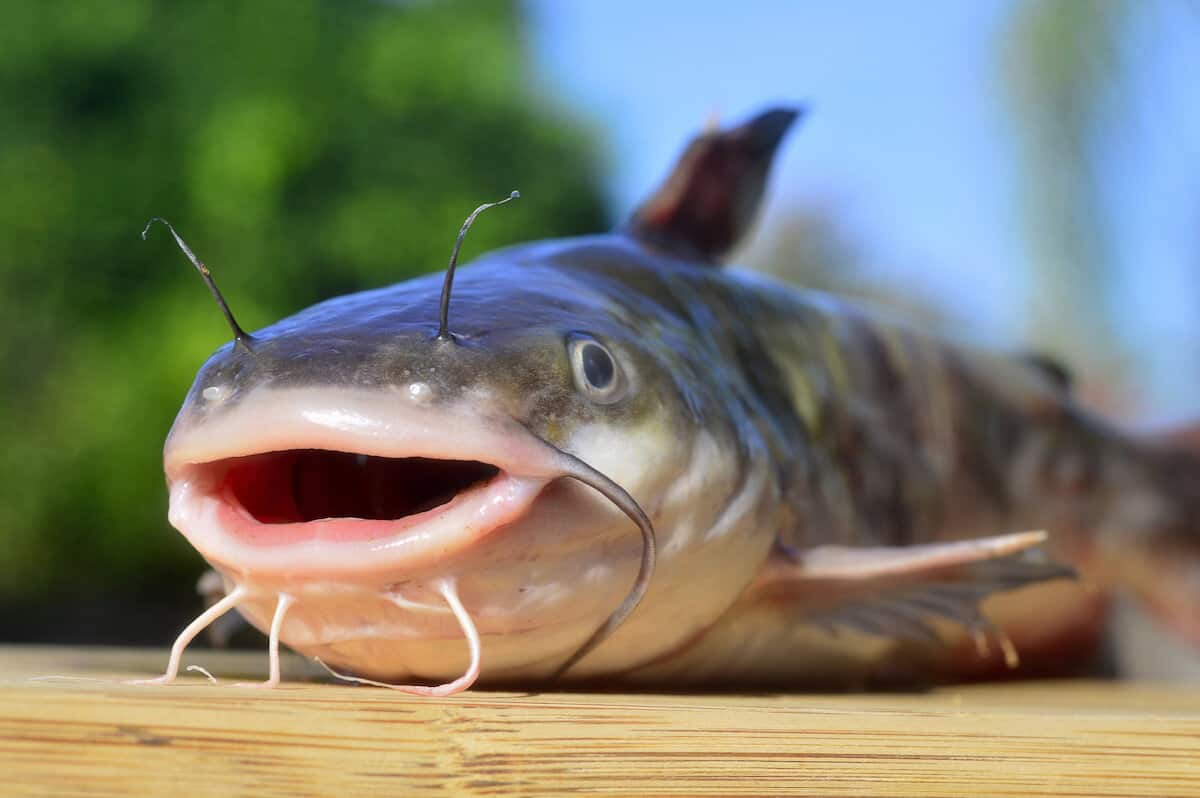Closeup of a catfish on a wooden board.