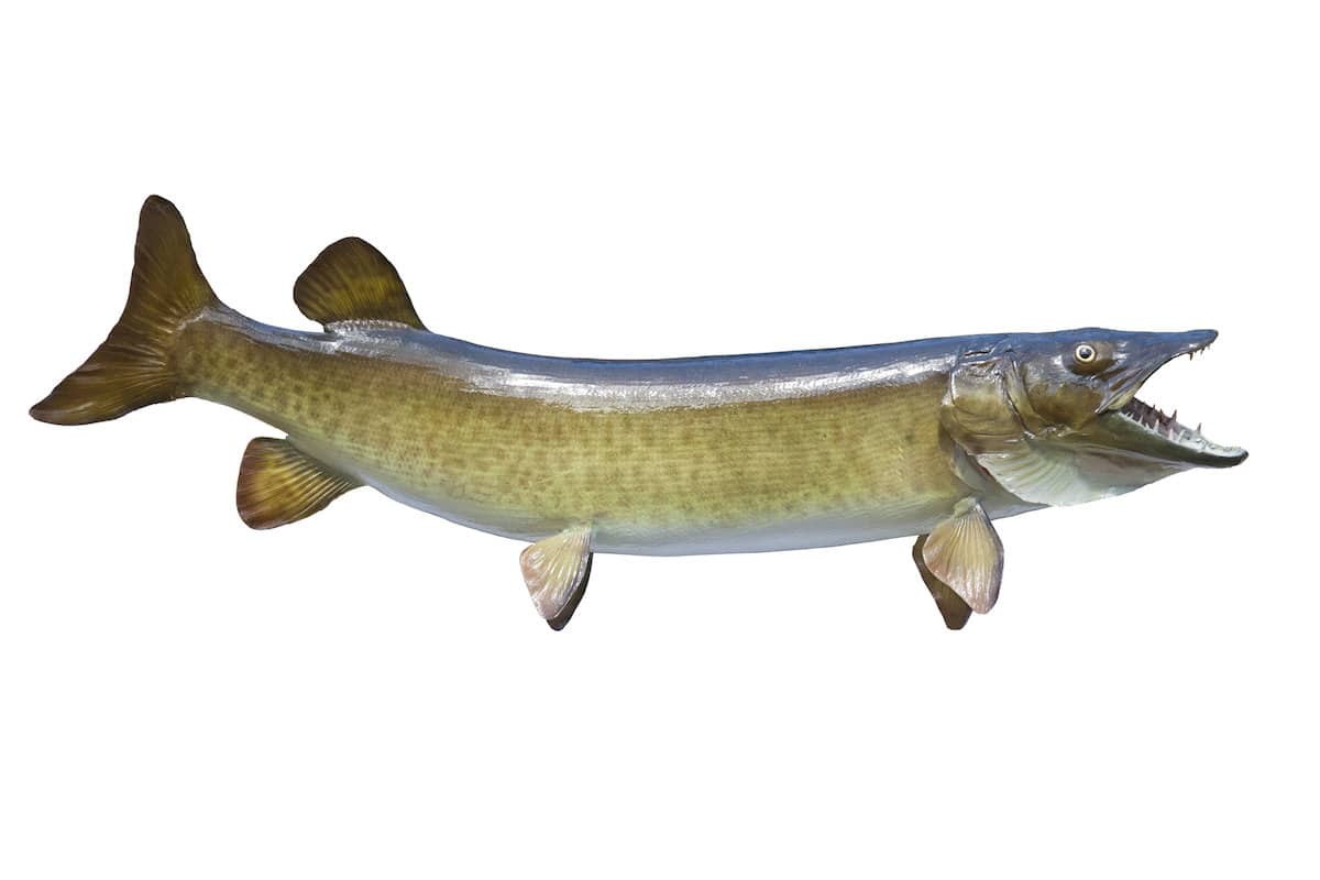 A big muskie (or muskellunge) on a white background.